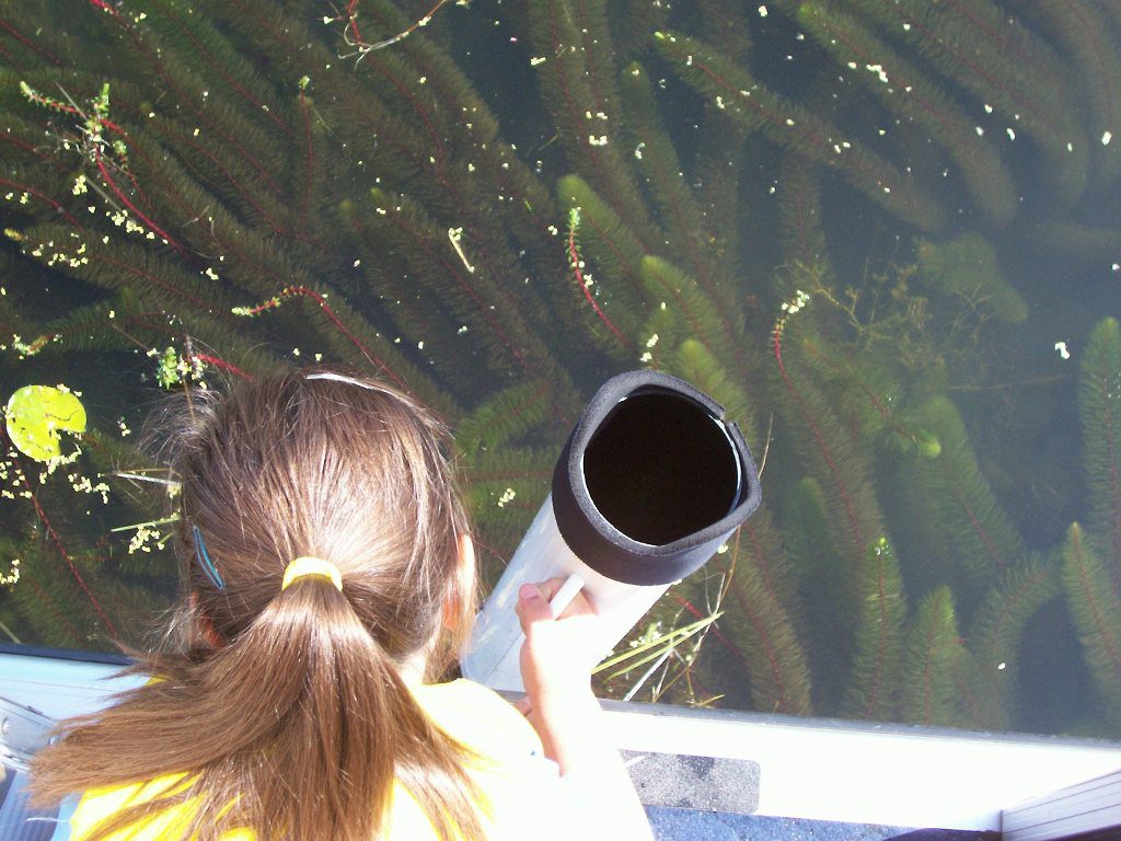 Tadpole Patroler observing Milfoil